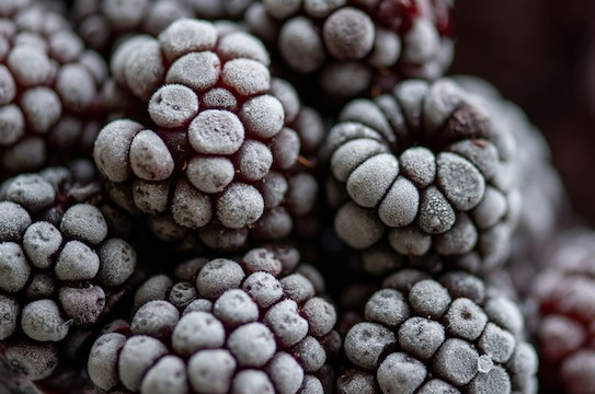 bevroren fruit